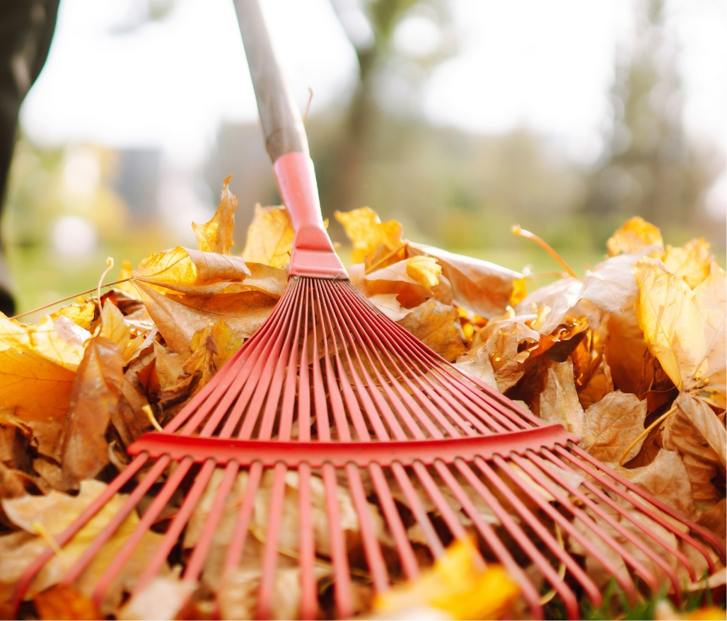 A closeup of a rake pulling freshly fallen leaves.