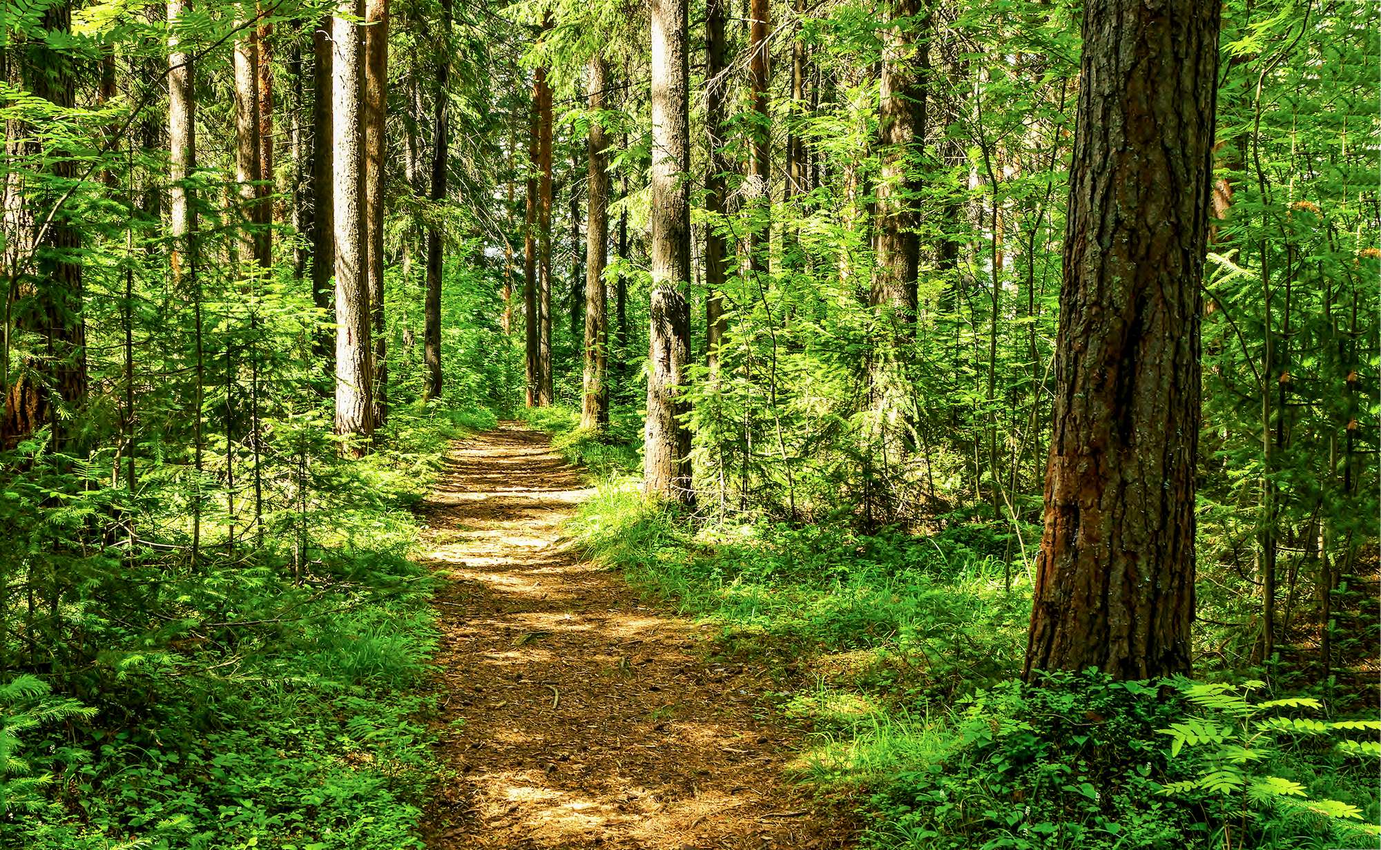 Trail lined with trees in a forest