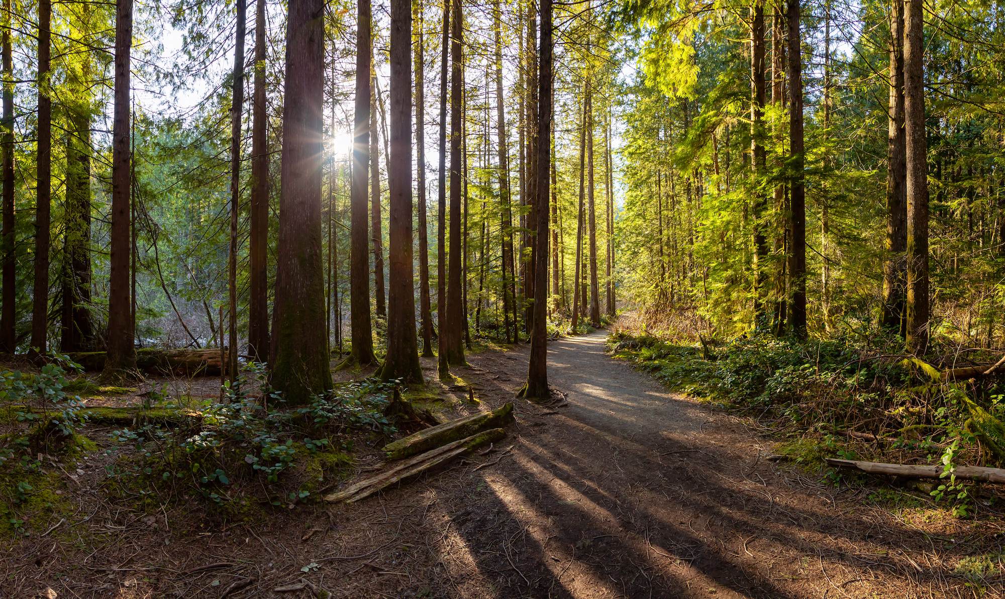 Sun appearing through the trees on a forest trail