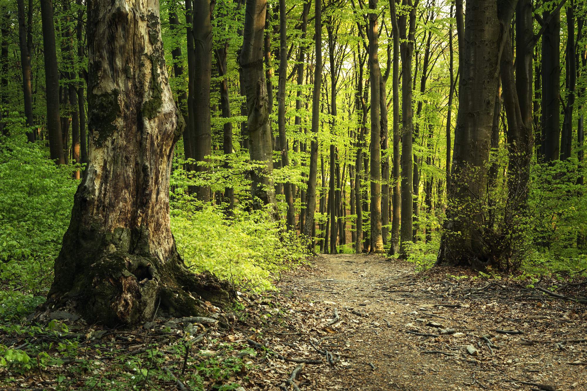 Trail lined with trees in a forest