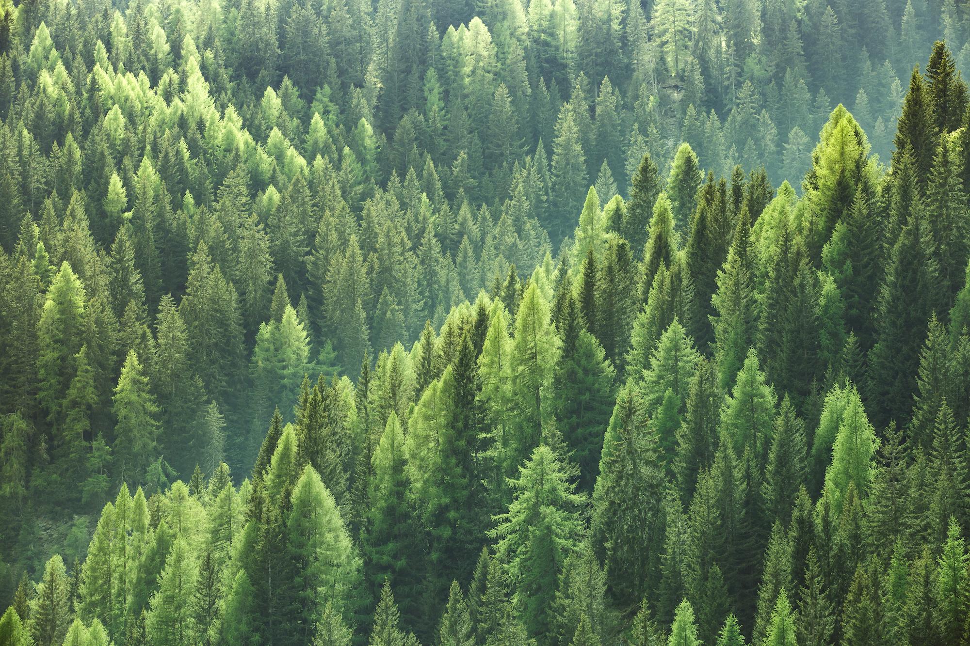 Birds eye view of evergreen treetops in a forest