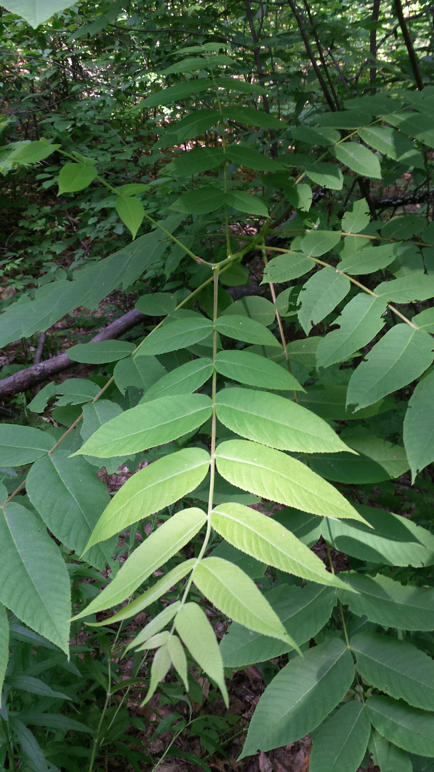 Butternut Tree Sapling