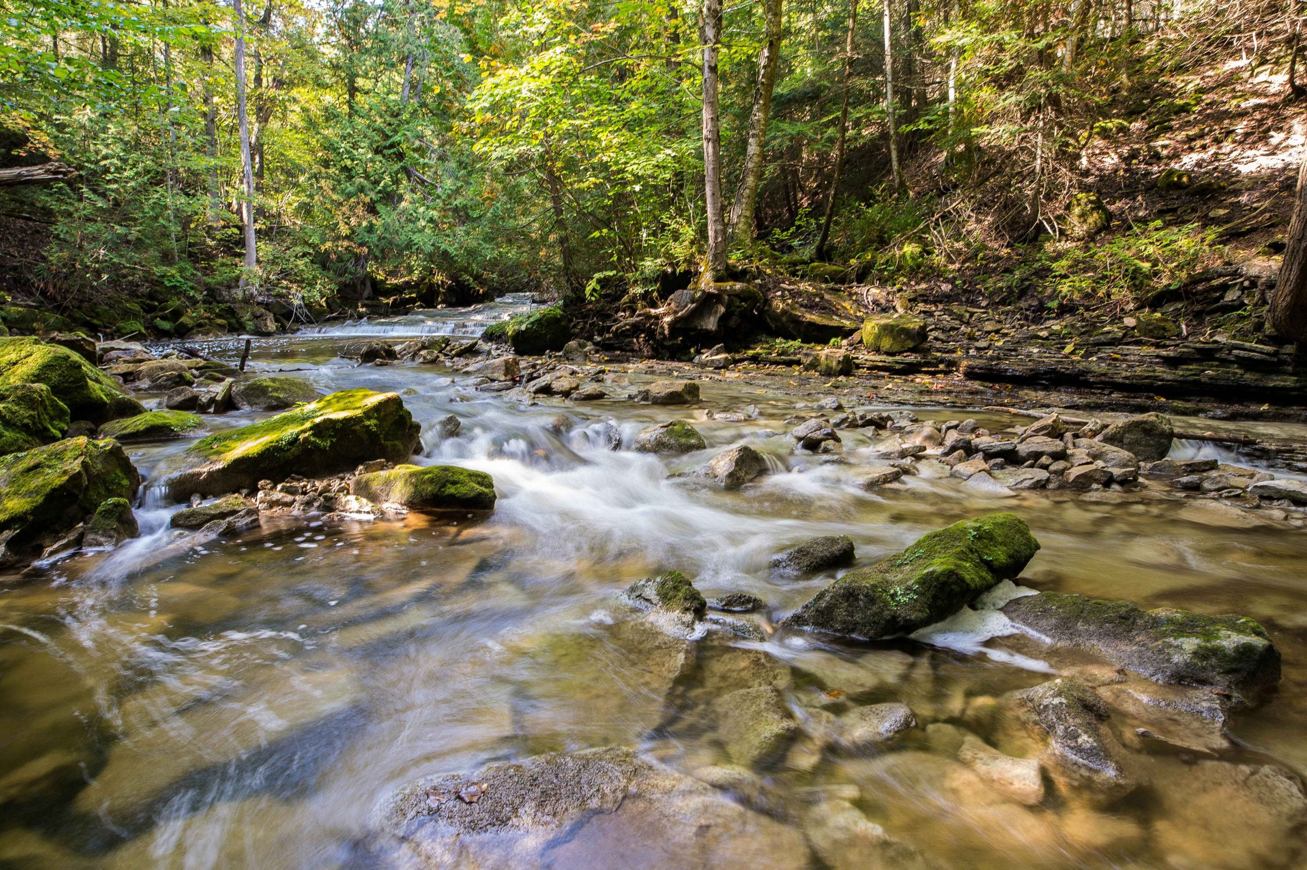 A shallow stream flows through a wooded area in Dufferin County.