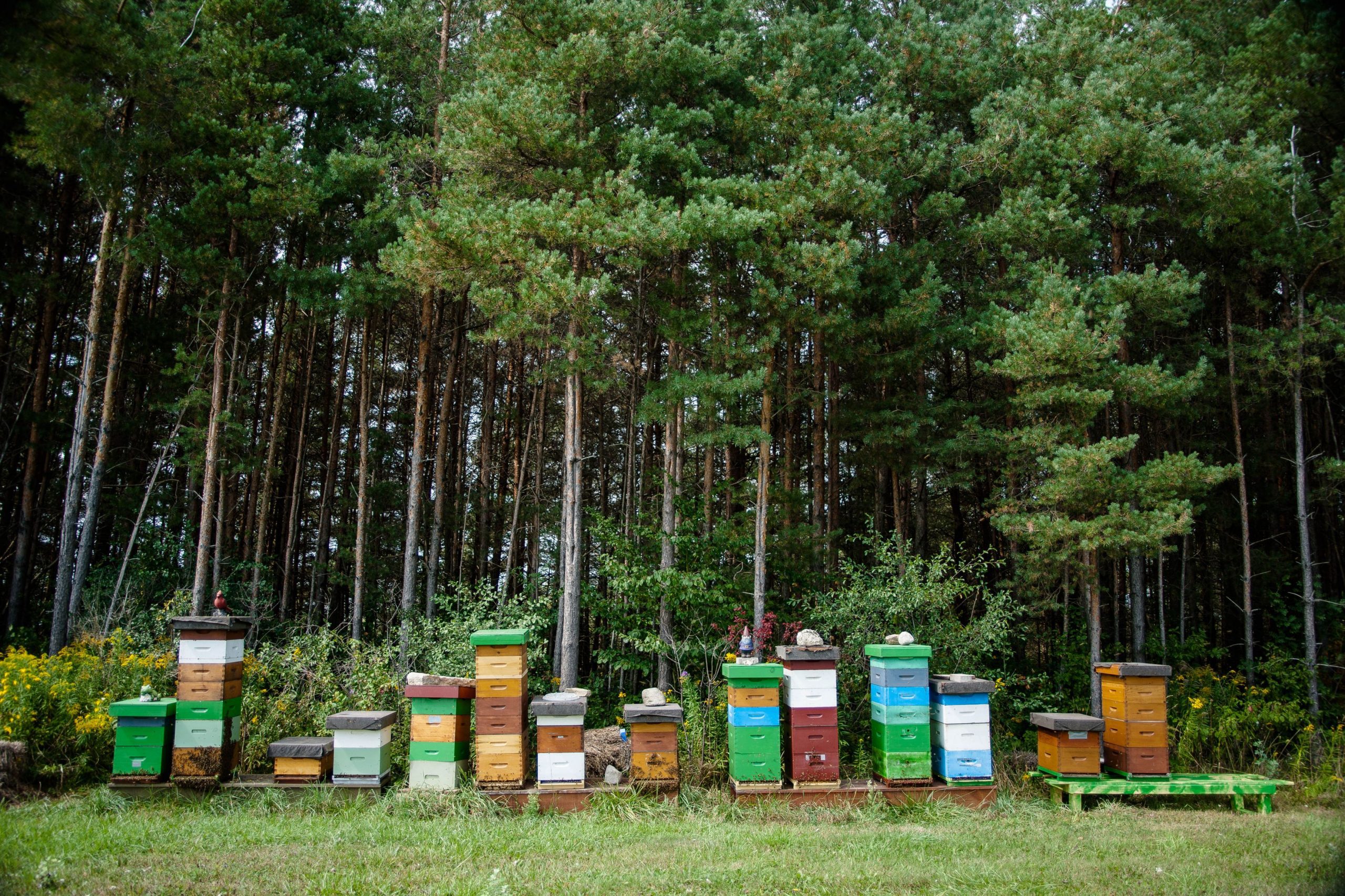 A row of beehives against a wooded backdrop