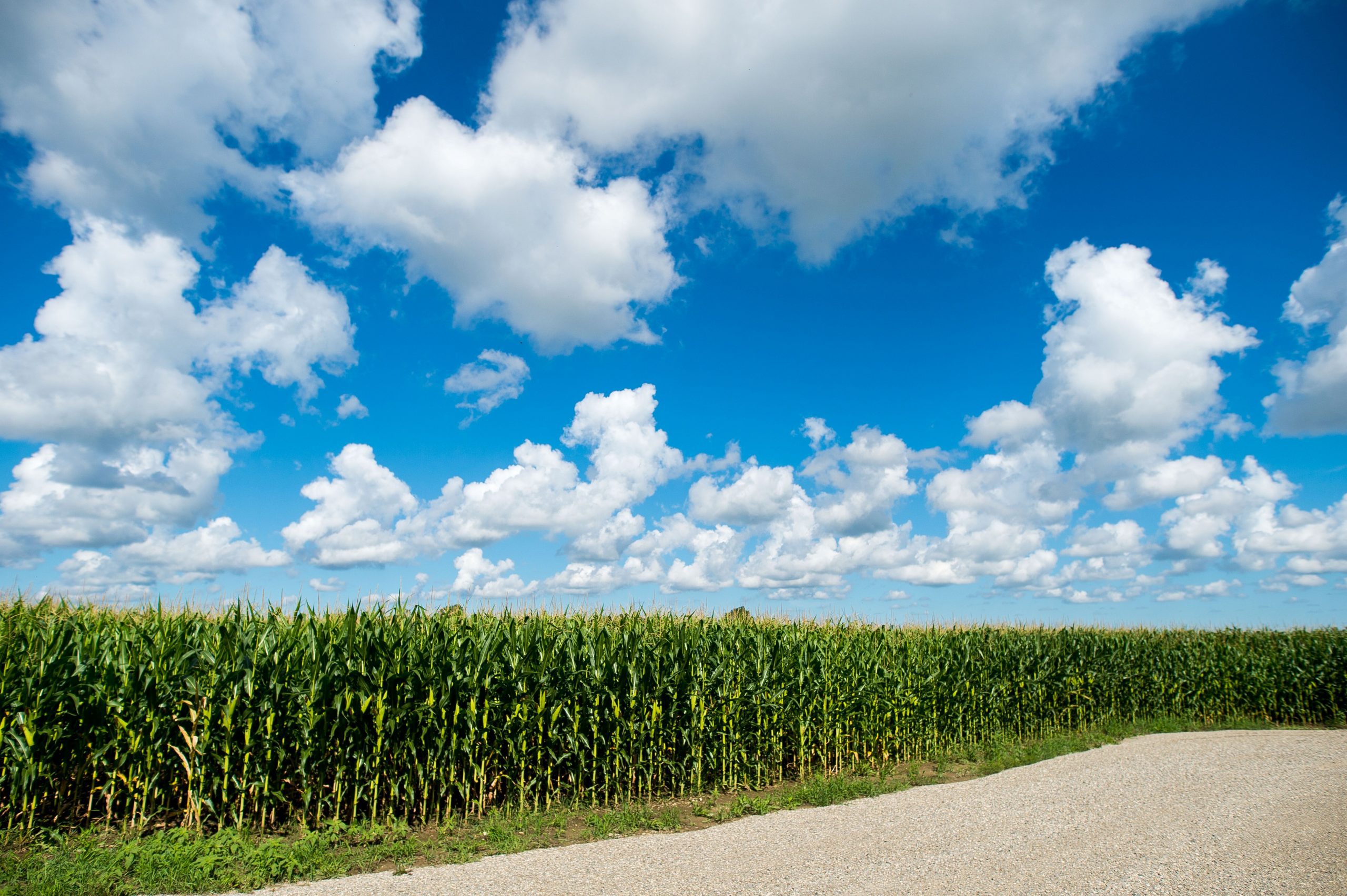 Corn fields in Dufferin County.