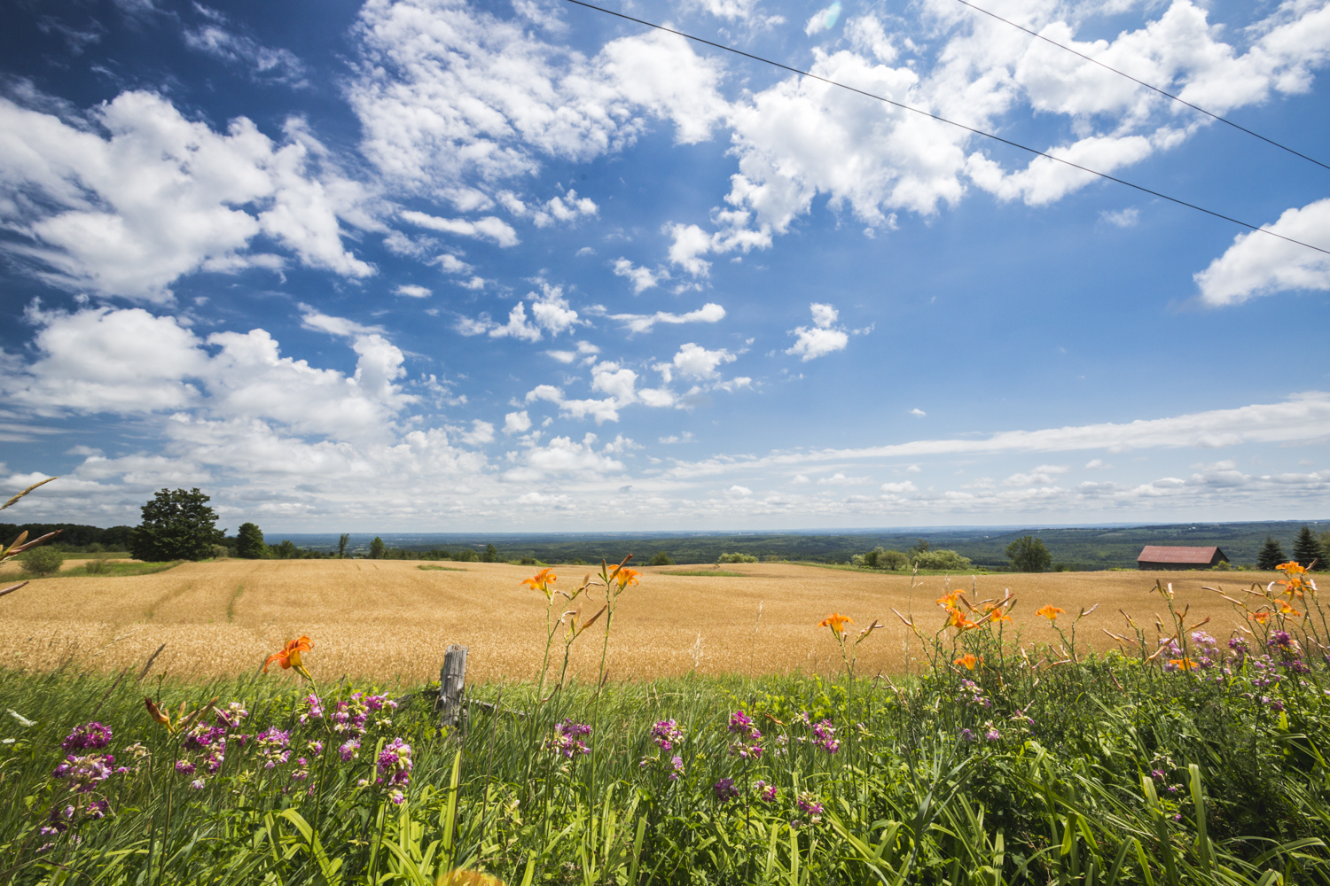 An urban landscape in Dufferin County showing wheat fields with wildflowers growing on the perimeter, and a blue sky with clouds