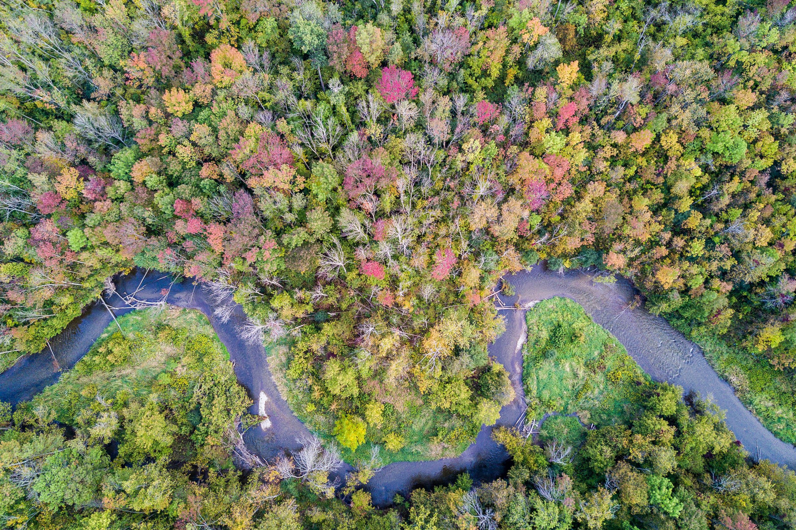 An arial view of a river winding through a forest