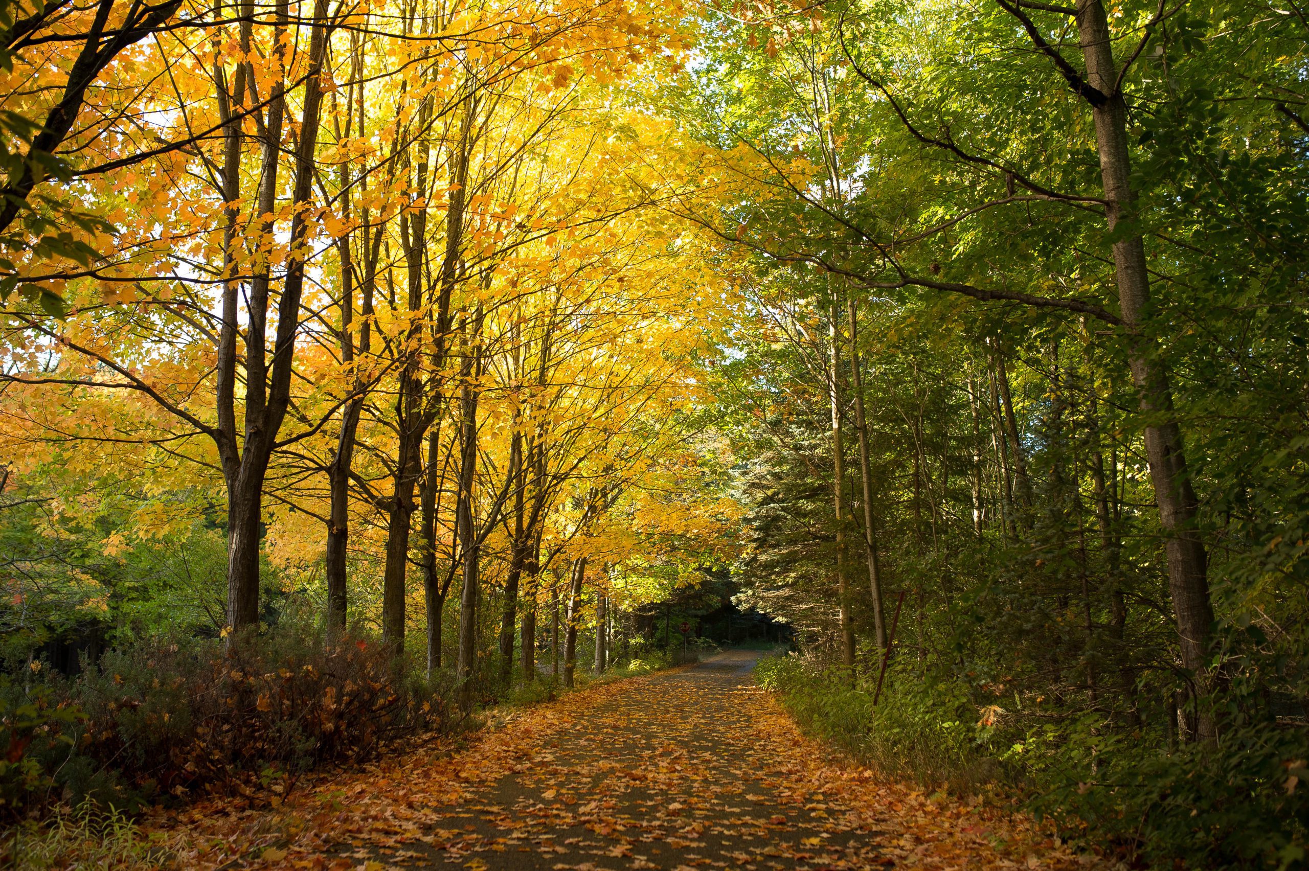 A tree-lined narrow road is covered with fallen leaves.