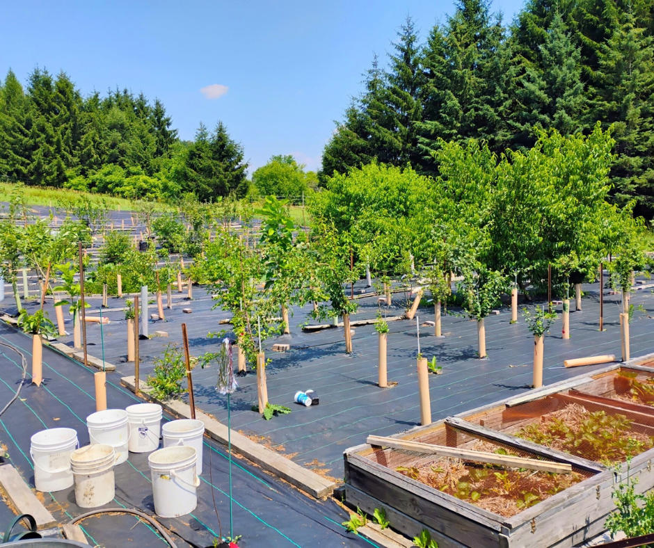 The orchard, including a wide variety of fruit and nut trees and shrubs to be converted to espalier style growing.