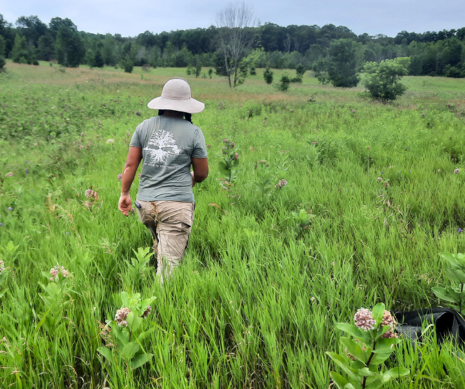Farm host, Shiying walks through field control area where saplings were planted.