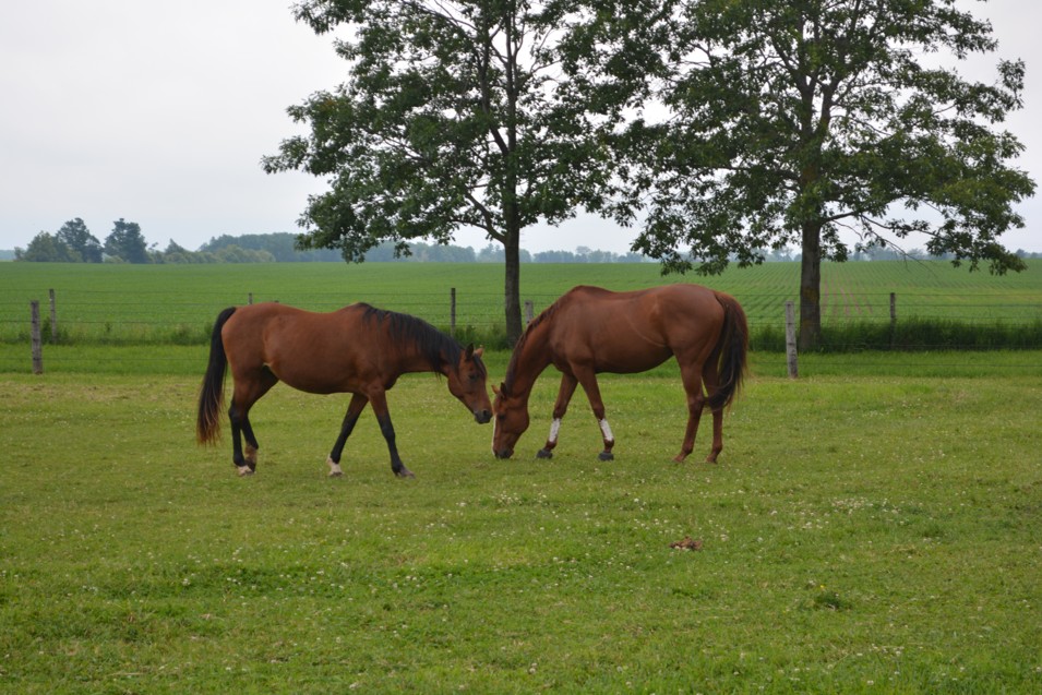 two horses eating grass on a green field
